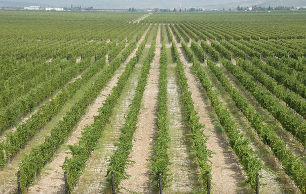 Виногради и Плантаже Малесији?